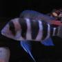 freshwater fish - cyphotilapia frontosa - frontosa cichlid stocking in 55 gallons tank - Burundi Frontosa