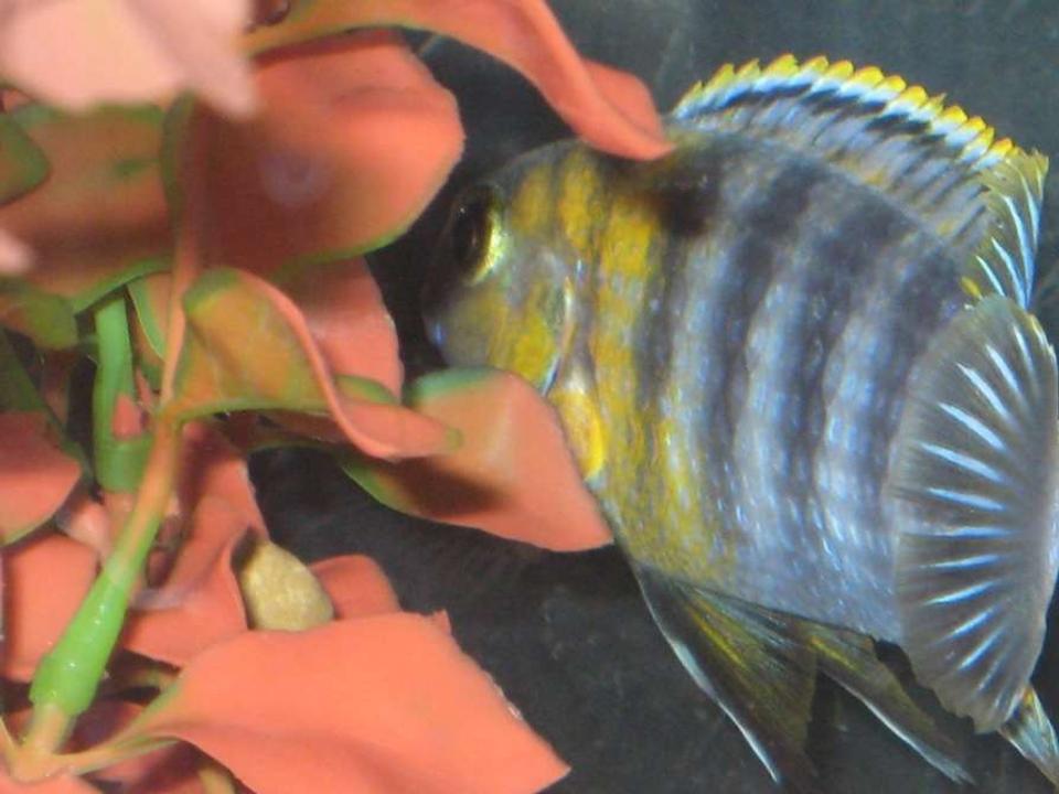 freshwater fish - tropheops sp. red cheek - red cheek stocking in 55 gallons tank - Tropheops "Red Cheek"