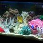 55 gallons saltwater fish tank (mostly fish, little/no live coral) - my tank