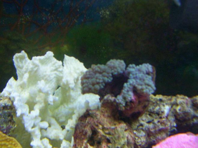 corals inverts - physogyra sp. - bubble coral stocking in 55 gallons tank - bubble coral