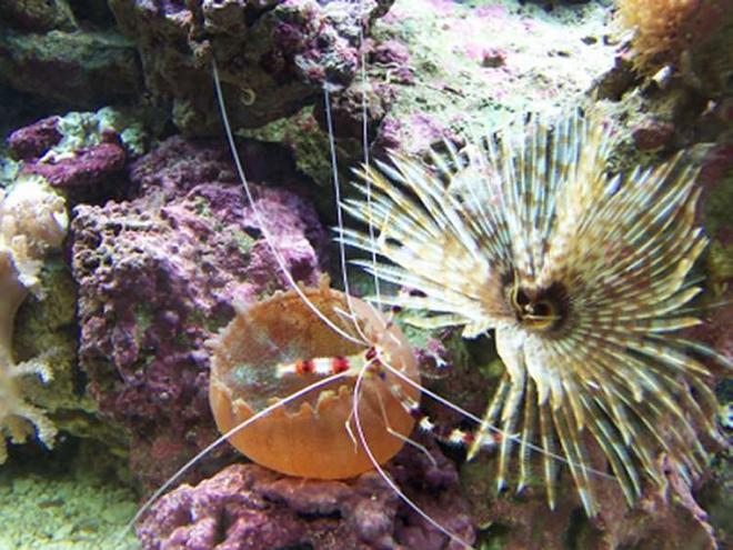 corals inverts - sabellastarte magnifica - magnificent feather duster stocking in 72 gallons tank - I caught my CBS walking across the watermelon mushroom and onto the feather duster.