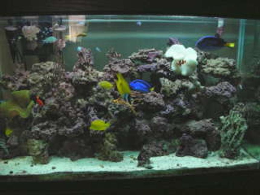 Rated #44: 110 Gallons Saltwater Fish Tank - my aquarium; )