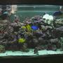 110 gallons saltwater fish tank (mostly fish, little/no live coral) - my aquarium; )