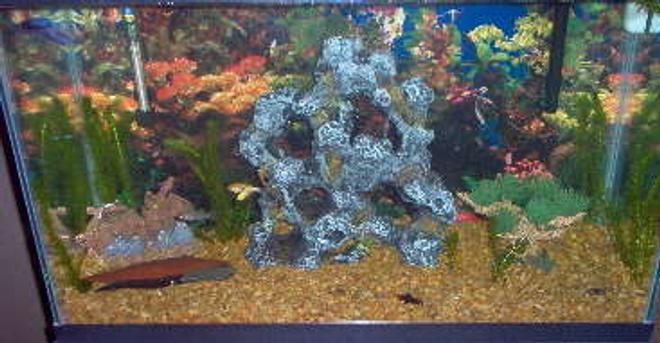 30 gallons freshwater fish tank (mostly fish and non-living decorations) - 30 gallon