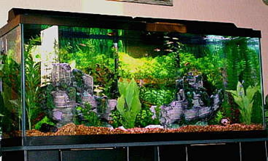 Rated #88: 55 Gallons Freshwater Fish Tank - New tank after move to Alaska