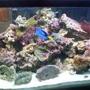 100 gallons reef tank (mostly live coral and fish) - my personal tank