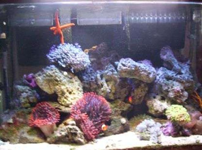 100 gallons reef tank (mostly live coral and fish) - customer tank