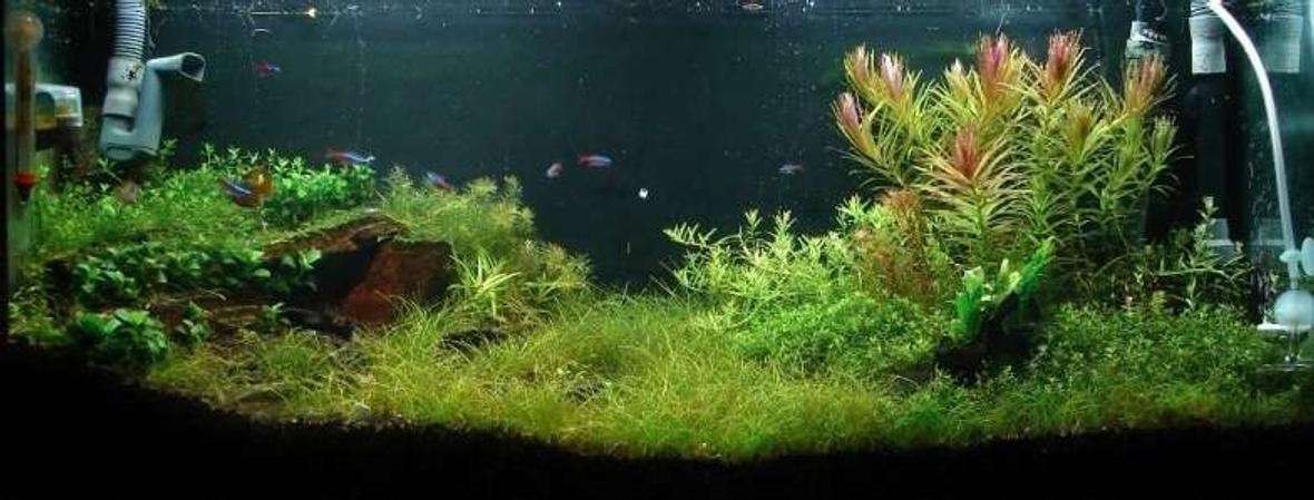 96 gallons planted tank (mostly live plants and fish) - My Nature Aquarium