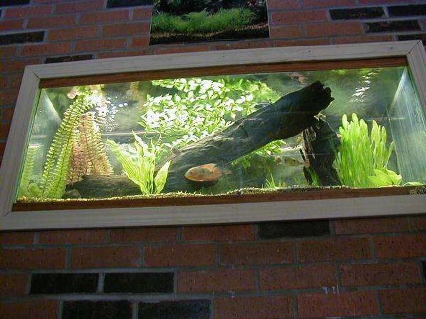 Rated #103: 29 Gallons Freshwater Fish Tank - WELL THIS IS MY NEW TANK BEFORE I HAD A 10 GALLON SRRY I COULDENT GET THE FISH THEY ARE MOSTLY HIDING AND ARE SLEEPING I PUT ALOT OF HARD WORK INTO THIS TO PUT IT UP ON THE WALL AND MY PARENTS DIDENT HELP ME I DID IT ALL ON MY OWN hehe srry i like to be proud of my aclomplishments man i cant spell HOPE YOU LIKE IT