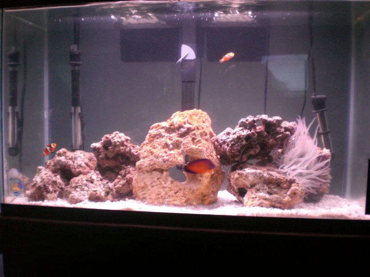 29 gallons saltwater fish tank (mostly fish, little/no live coral)