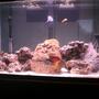 29 gallons saltwater fish tank (mostly fish, little/no live coral)
