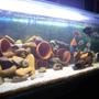 179 gallons freshwater fish tank (mostly fish and non-living decorations) - 6ft x 2ft x 2ft... 2 x 4ft Fluro Blue Lights... 2 x Aquaclear 500's... 2 x Powerheads... 1 Eheim 2229 Wet/Dry... 2 x 300w heat... Assorted air pumps.... River rocks, pots, gravel,etc etc... 679 liters