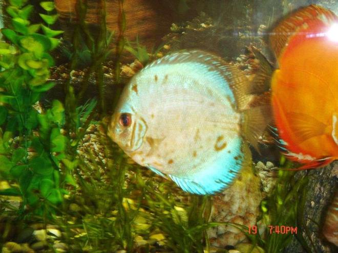 freshwater fish - symphysodon sp. - blue diamond discus stocking in 50 gallons tank - my blue diamond discus