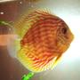 freshwater fish - symphysodon spp. - pigeon blood discus stocking in 50 gallons tank - another photo of my male discus