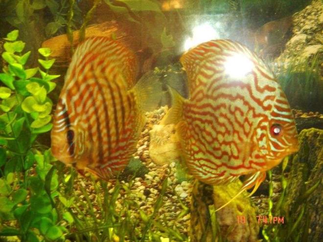 freshwater fish - symphysodon spp. - pigeon blood discus stocking in 50 gallons tank - young leopard and torquise