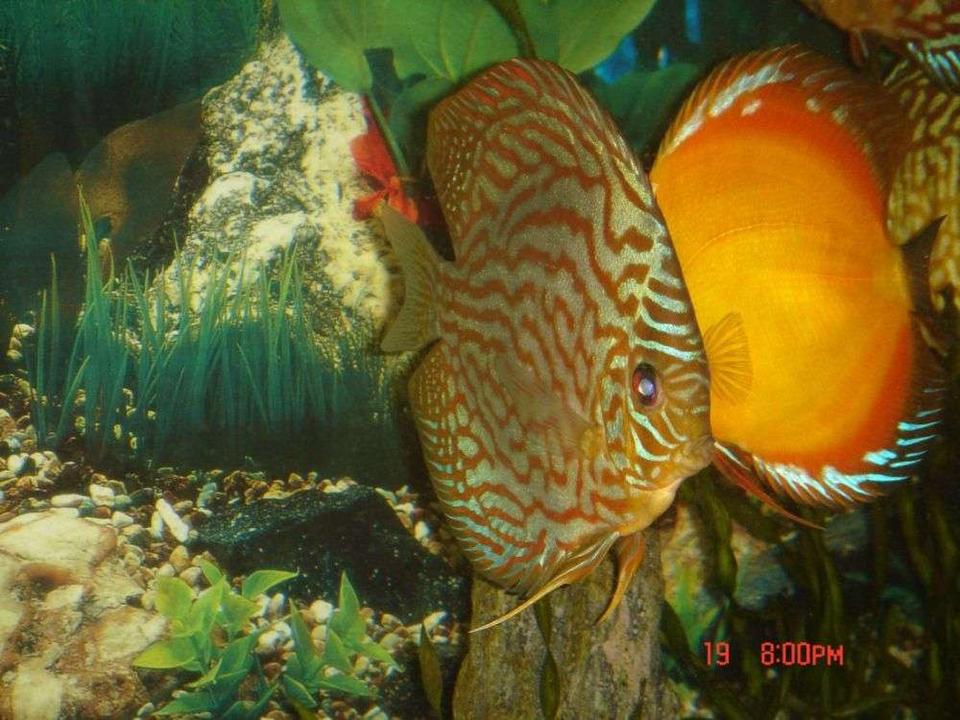 freshwater fish - symphysodon spp. - pigeon blood discus stocking in 50 gallons tank - leopard discus