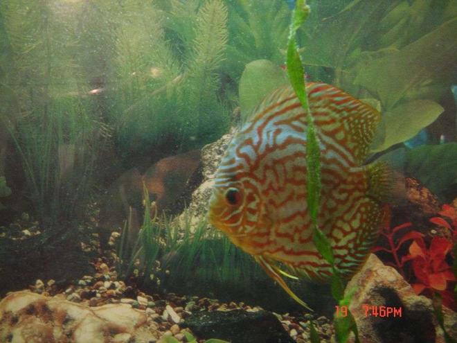 freshwater fish - symphysodon spp. - pigeon blood discus stocking in 50 gallons tank - leopard discus