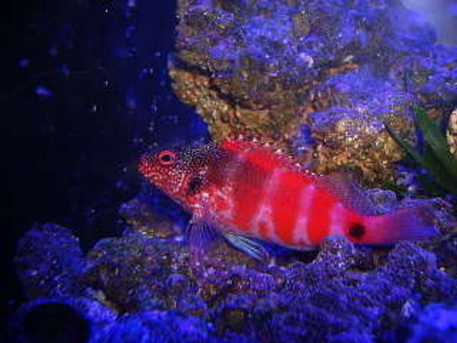 saltwater fish - cirrhitichthys oxycephalus - pixy/spotted hawkfish stocking in 29 gallons tank - Redspotted Hawkfish