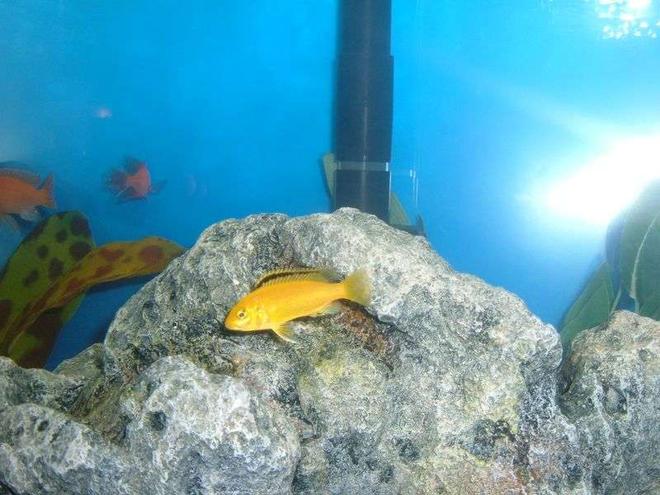 freshwater fish - labidochromis caeruleus - electric yellow cichlid stocking in 55 gallons tank - Ron's african cichlids