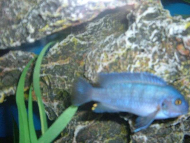 freshwater fish - maylandia callainos - blue cobalt cichlid stocking in 55 gallons tank - Cichlid