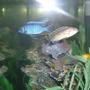 freshwater fish - sciaenochromis ahli - electric blue cichlid stocking in 55 gallons tank - African Cichlid