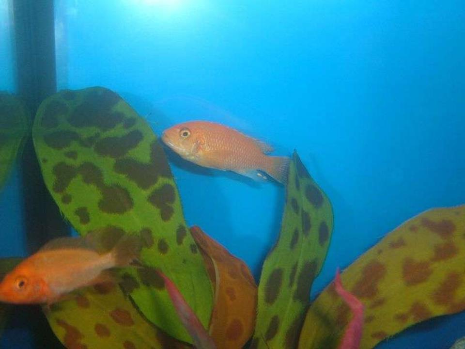 freshwater fish - aulonocara sp. - strawberry peacock cichlid stocking in 55 gallons tank - Cichlids