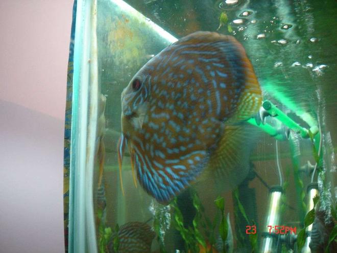 freshwater fish - symphysodon spp. - pigeon blood discus stocking in 50 gallons tank - female discus laying her eggs