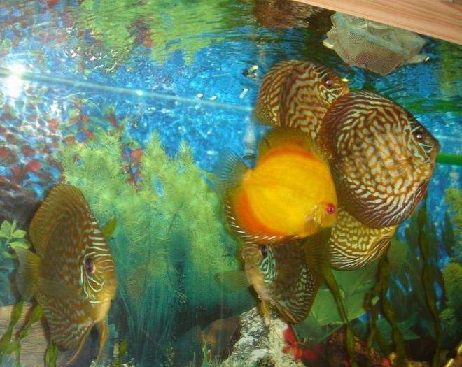 freshwater fish - symphysodon sp. - yellow marlboro discus stocking in 50 gallons tank - some of my discus eating bloodworms.