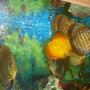 freshwater fish - symphysodon sp. - yellow marlboro discus stocking in 50 gallons tank - some of my discus eating bloodworms.