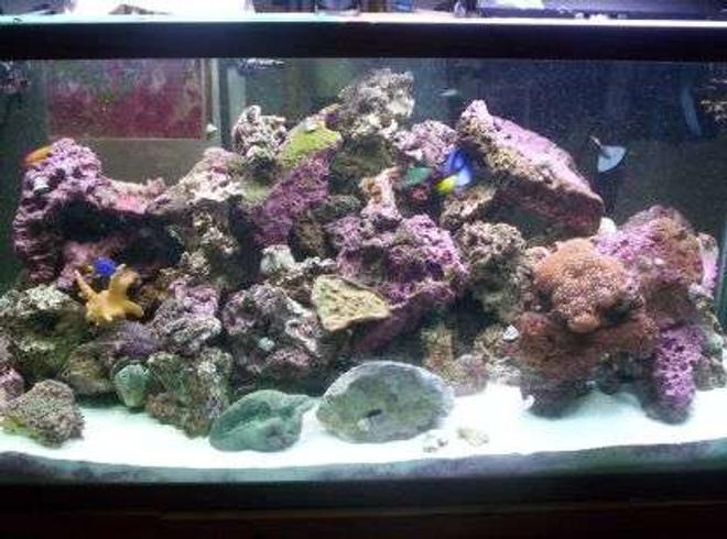 100 gallons reef tank (mostly live coral and fish) - home tank
