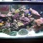 100 gallons reef tank (mostly live coral and fish) - home tank