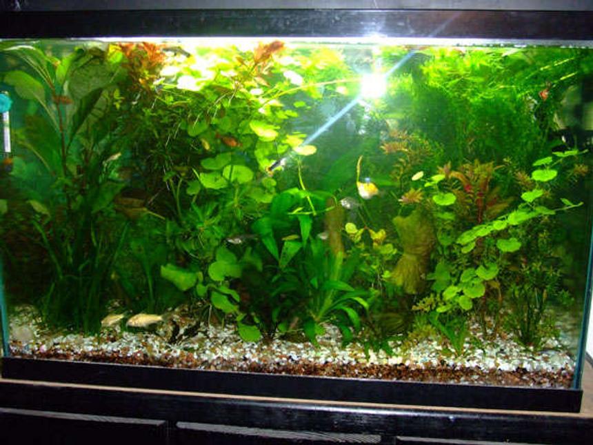 Rated #121: 29 Gallons Planted Tank - 29 Gallon.. 55w CFLs.. DIY CO2.. Flourite