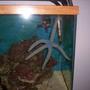 corals inverts - astropecten sp. - blue & pink sea star stocking in 100 gallons tank - a 10" blue starfish