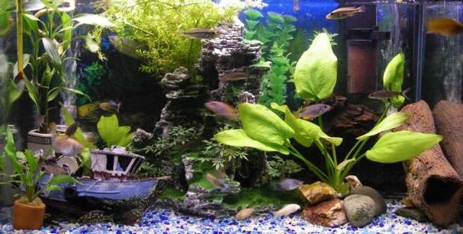 20 gallons freshwater fish tank (mostly fish and non-living decorations) - My current 2 Foot Freshwater tank.