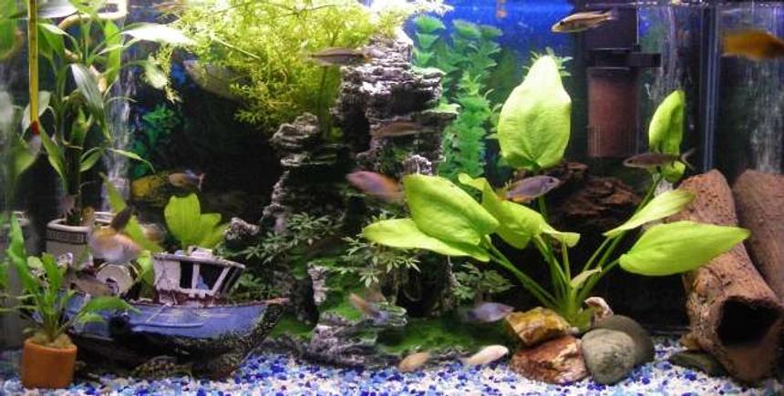 Rated #236: 20 Gallons Freshwater Fish Tank - My current 2 Foot Freshwater tank.