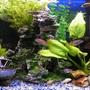 20 gallons freshwater fish tank (mostly fish and non-living decorations) - My current 2 Foot Freshwater tank.