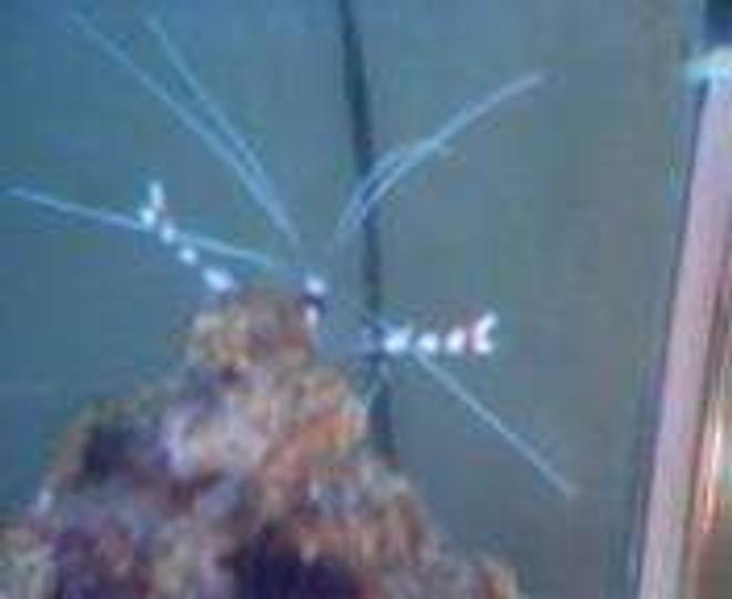 corals inverts - stenopus hispidus - banded coral shrimp stocking in 30 gallons tank - coral banded shrimp