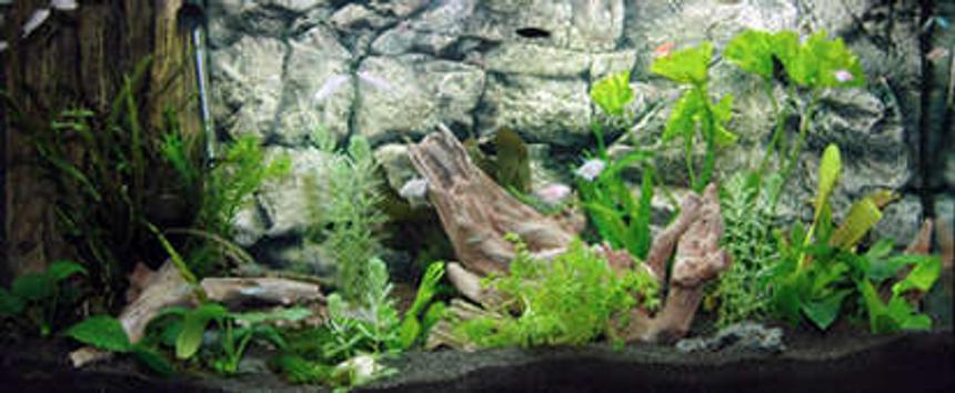 Rated #123: 40 Gallons Planted Tank - We decorate the aquarium tank with our aquarium decorations