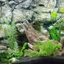 40 gallons planted tank (mostly live plants and fish) - We decorate the aquarium tank with our aquarium decorations