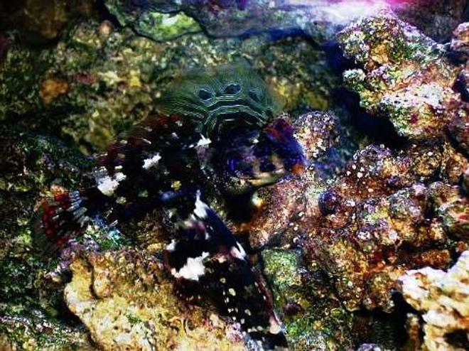 saltwater fish - synchiropus ocellatus - scooter blenny stocking in 29 gallons tank - Mated pair Scooter Dragonet's