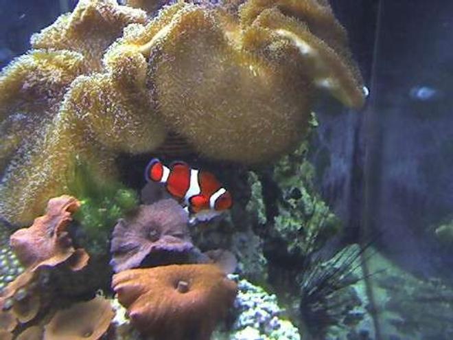 corals inverts - actinodiscus sp. - red mushroom stocking in 29 gallons tank - 180 gallon Reef tank