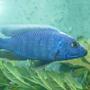 freshwater fish - sciaenochromis ahli - electric blue cichlid stocking in 55 gallons tank - blue ahli