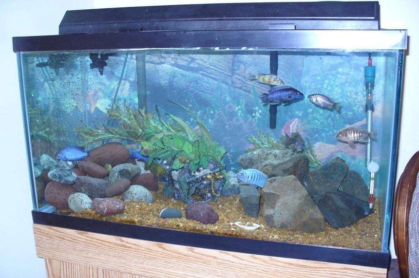 Rated #415: 55 Gallons Freshwater Fish Tank - 55g african cichlids
