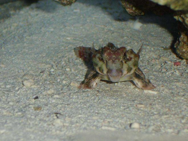 saltwater fish - synchiropus ocellatus - scooter blenny stocking in 20 gallons tank - Scooter Blenny