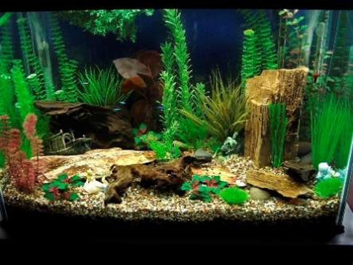 70 gallons freshwater fish tank (mostly fish and non-living decorations) - Peaceful, community fish.
