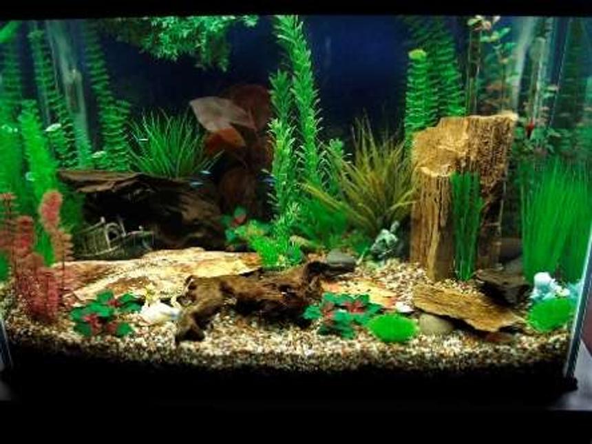 Rated #131: 70 Gallons Freshwater Fish Tank - Peaceful, community fish.
