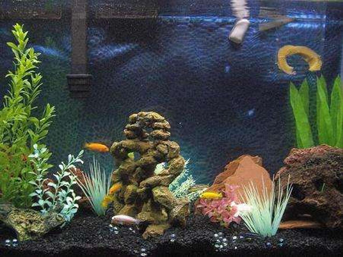 47 gallons freshwater fish tank (mostly fish and non-living decorations) - My first african cichlid tank.