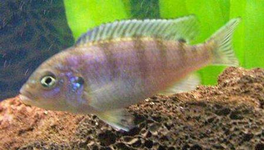 Rated #2023: Freshwater Fish - Metriaclima Lombardoi - Kenyi Cichlid Stocking In 47 Gallons Tank - Female Kenyi Cichlid. She is the Queen of the tank.
