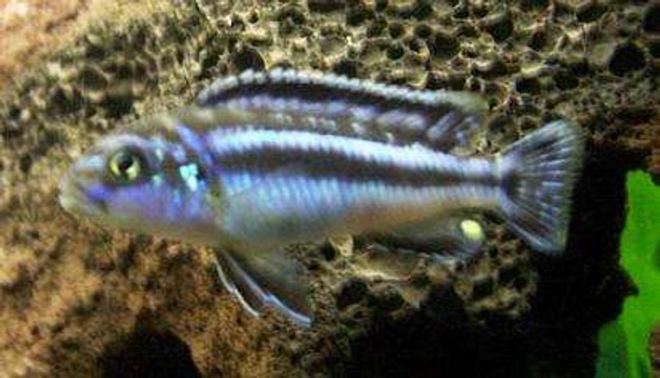 freshwater fish - melanochromis johannii - johanni cichlid stocking in 47 gallons tank - Electric Blue Johanni