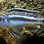 freshwater fish - melanochromis johannii - johanni cichlid stocking in 47 gallons tank - Electric Blue Johanni